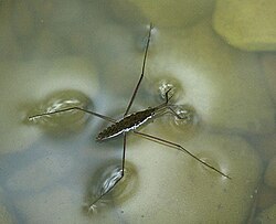 C. Water striders stay at the top of liquid because of surface tension