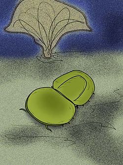 Life restoration of the naraoiid Pseudonaraoia
