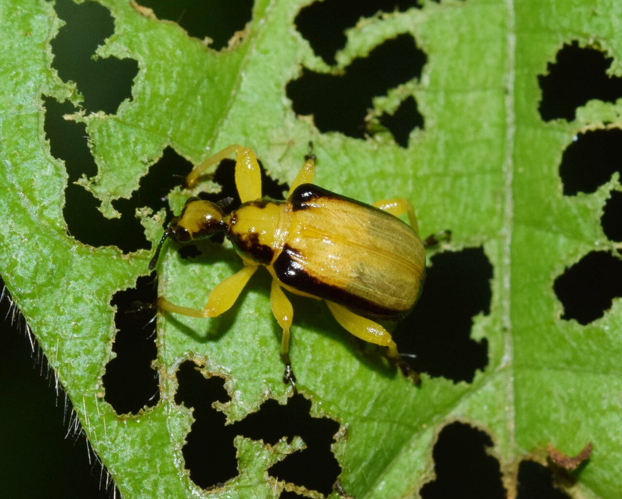 Paratomapoderus balteus.jpg