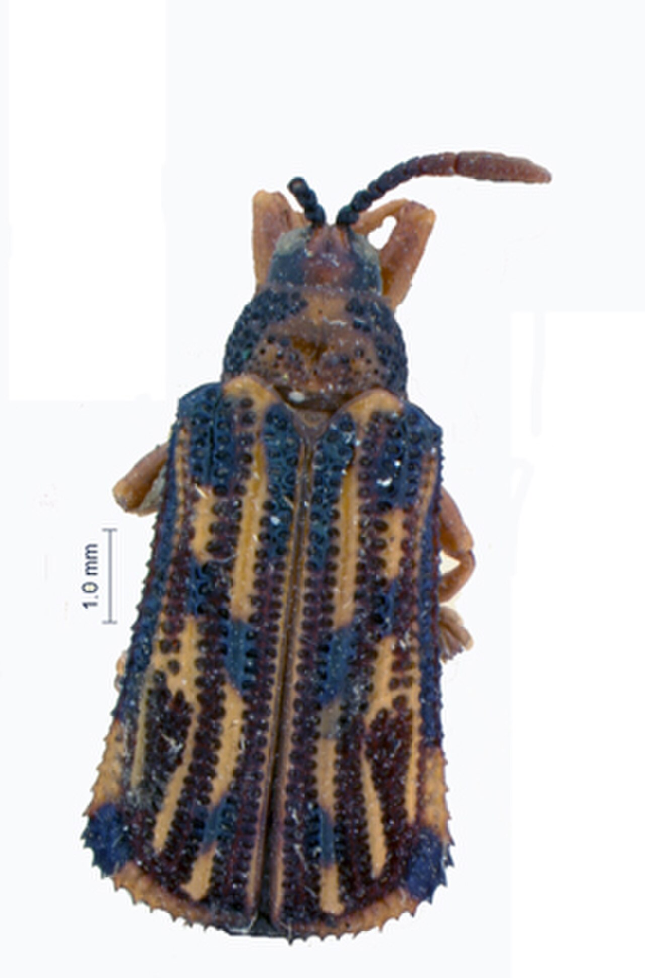 Mimoecthispa irregularis.jpg