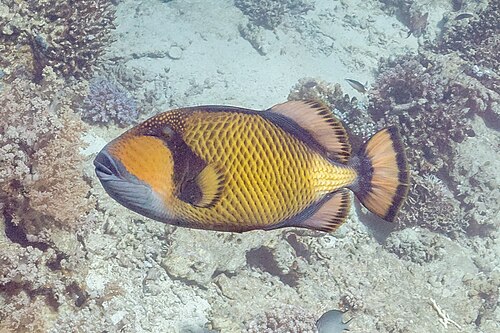 Red Sea