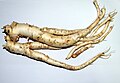 Doraji (balloon flower root)