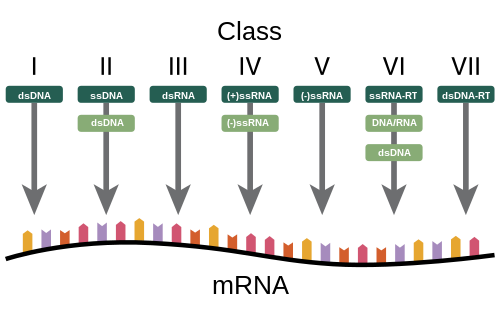 A diagram showing how the Baltimore Classification is based on a virus's DNA or RNA and method of mRNA synthesis