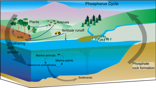 Phosphorus cycle