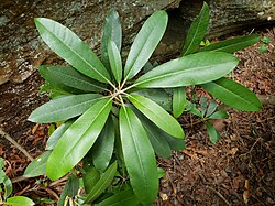 Leaves