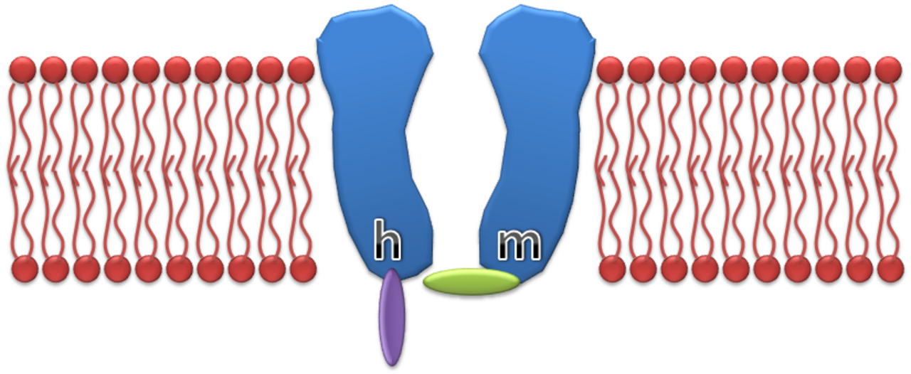 Hodgkin Huxley H and M Gate Model Na Channel.PNG