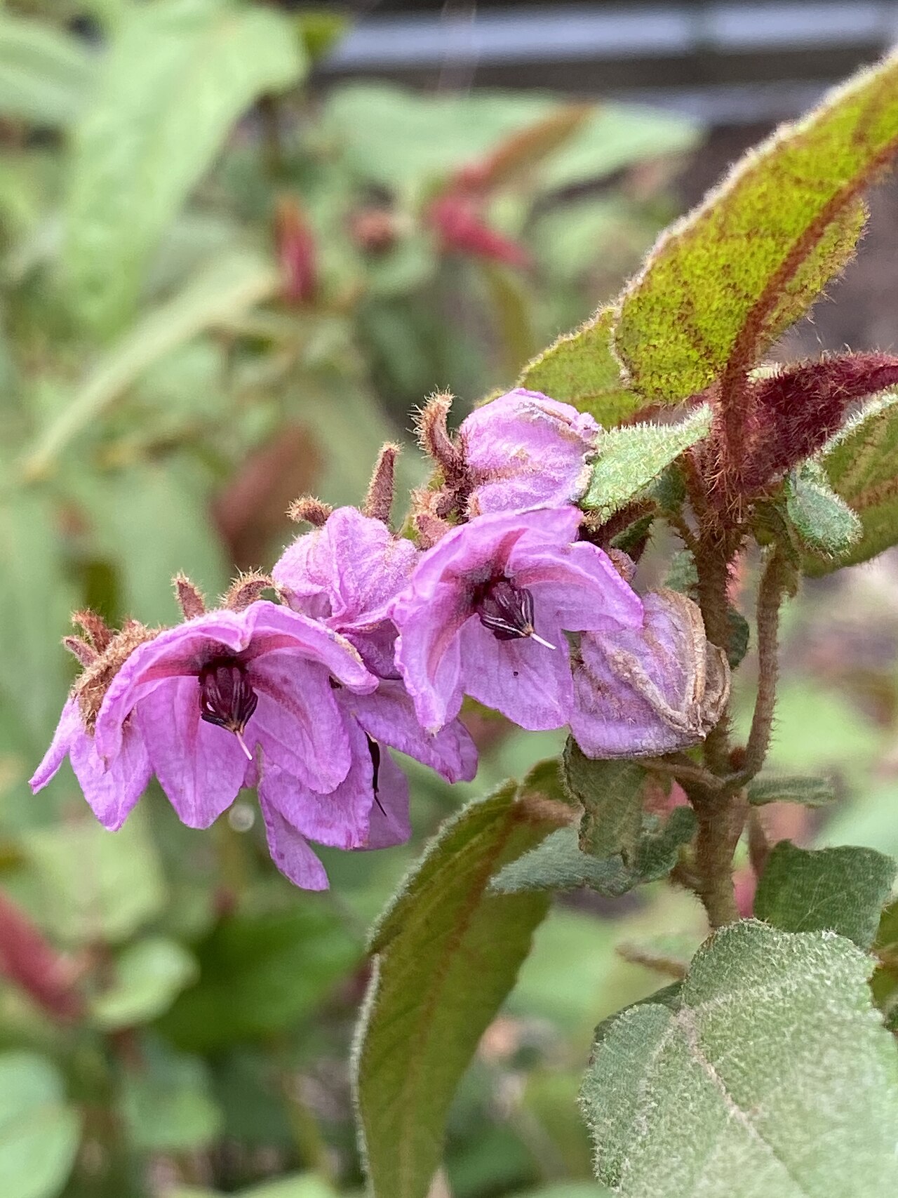 Thomasia paniculata 01.jpg