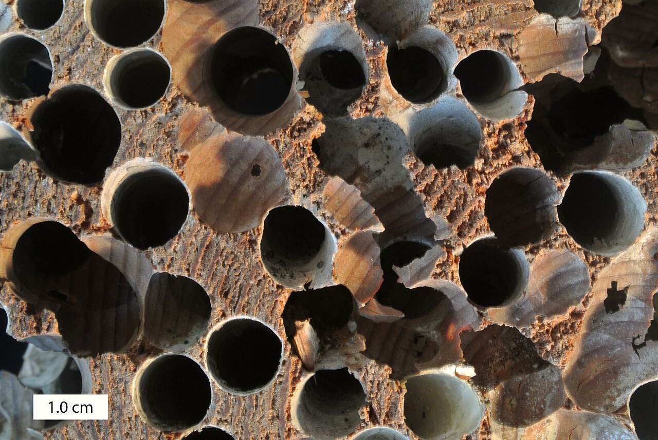 Teredolites 012416.jpg