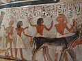 A relief scene of cattle being brought before Roy in TT255