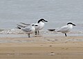 Three Australian terns, all in breeding plumage, with a winter plumage gull-billed tern, at Jam Jerrup, Victoria, Australia.