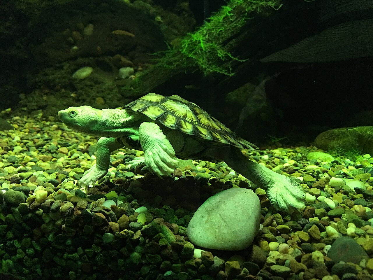 Bellinger River turtle 03 Taronga 2020-03-13.jpg