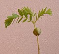 Seedling