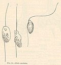 Bodo caudatus