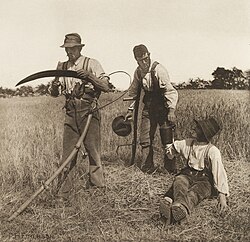 Traditional barley harvest by hand with scythes, England, c. 1886. Photo Peter Henry Emerson