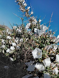 A bush with small leaves and thorns has Convolvulus vines growing up through and on top of it; these have broad green leaves and many white flowers with shallow trumpeting, a roughly pentagonal outline, and a small area of yellow in the centre around the filament.