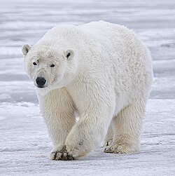 A polar bear in Alaska. Its color is a form of camouflage