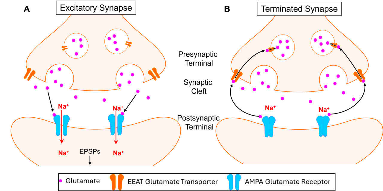 Excitatory Synapse Termination Figure.png