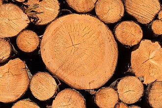 Cross-sections of pine logs from a thinning