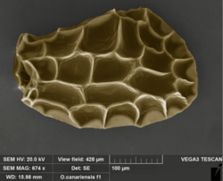 Electron micrograph of an Orchis canariensis seed, some 300 μm long