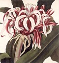 Victoria water lily
