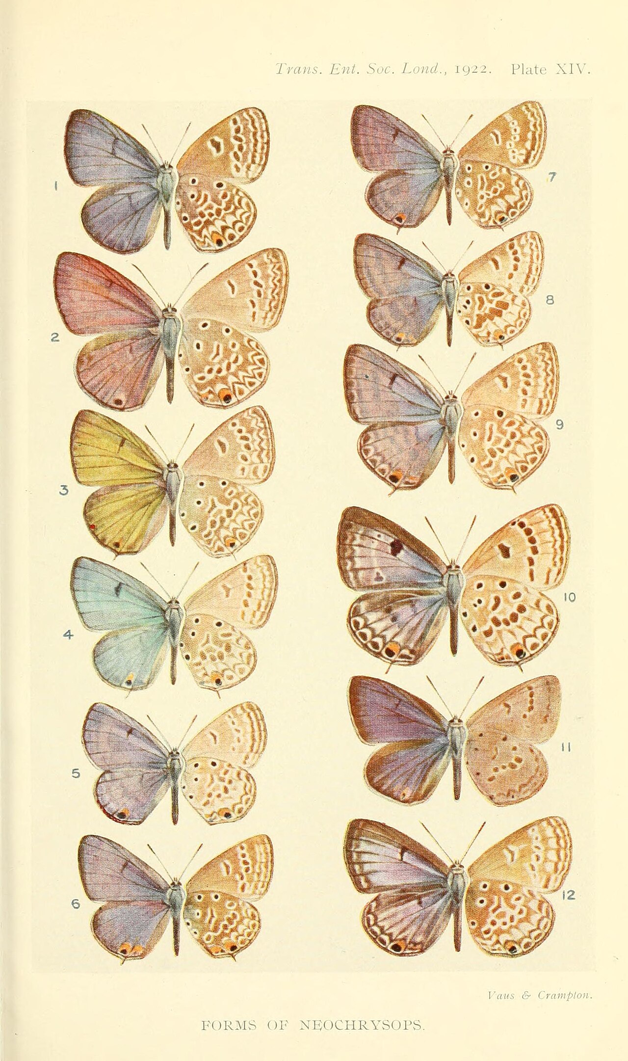 TransEntSocLondon1922PlateXIV.jpg