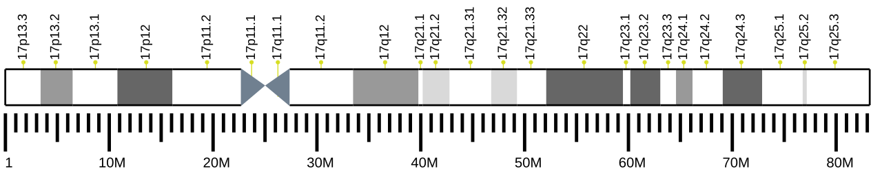Human chromosome 17 ideogram.svg