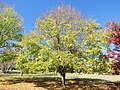 Ulmus carpinifolia [:U. minor] Golden Valley Tree Park, Western Australia (2022), planted 1994