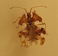Pephricus sp., of the tribe Phyllomorphini