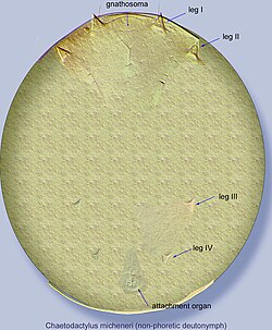 Chaetodactylus micheneri non-phoretic (immobile) deutonymph.