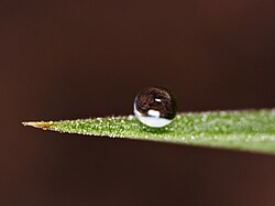 A. Water beading on a leaf