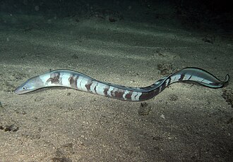 Conger cinereus (Congridae)