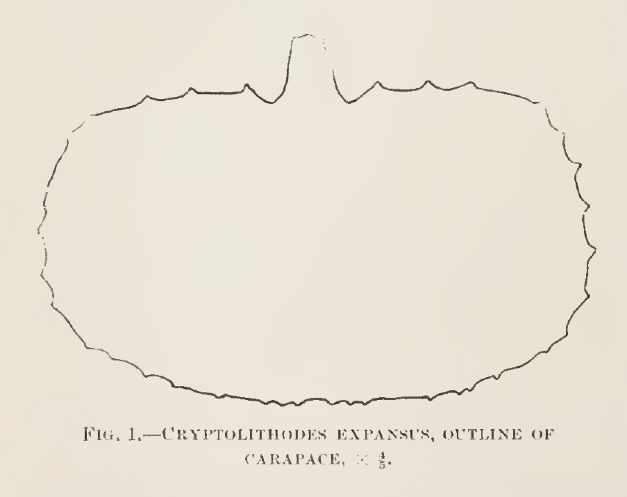 Cryptolithodes expansus outline illustration.png