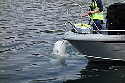 Hvaldimir, a beluga whale, spyhopping to investigate a boat in Hammerfest harbour, Norway