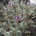 Dalea bicolor