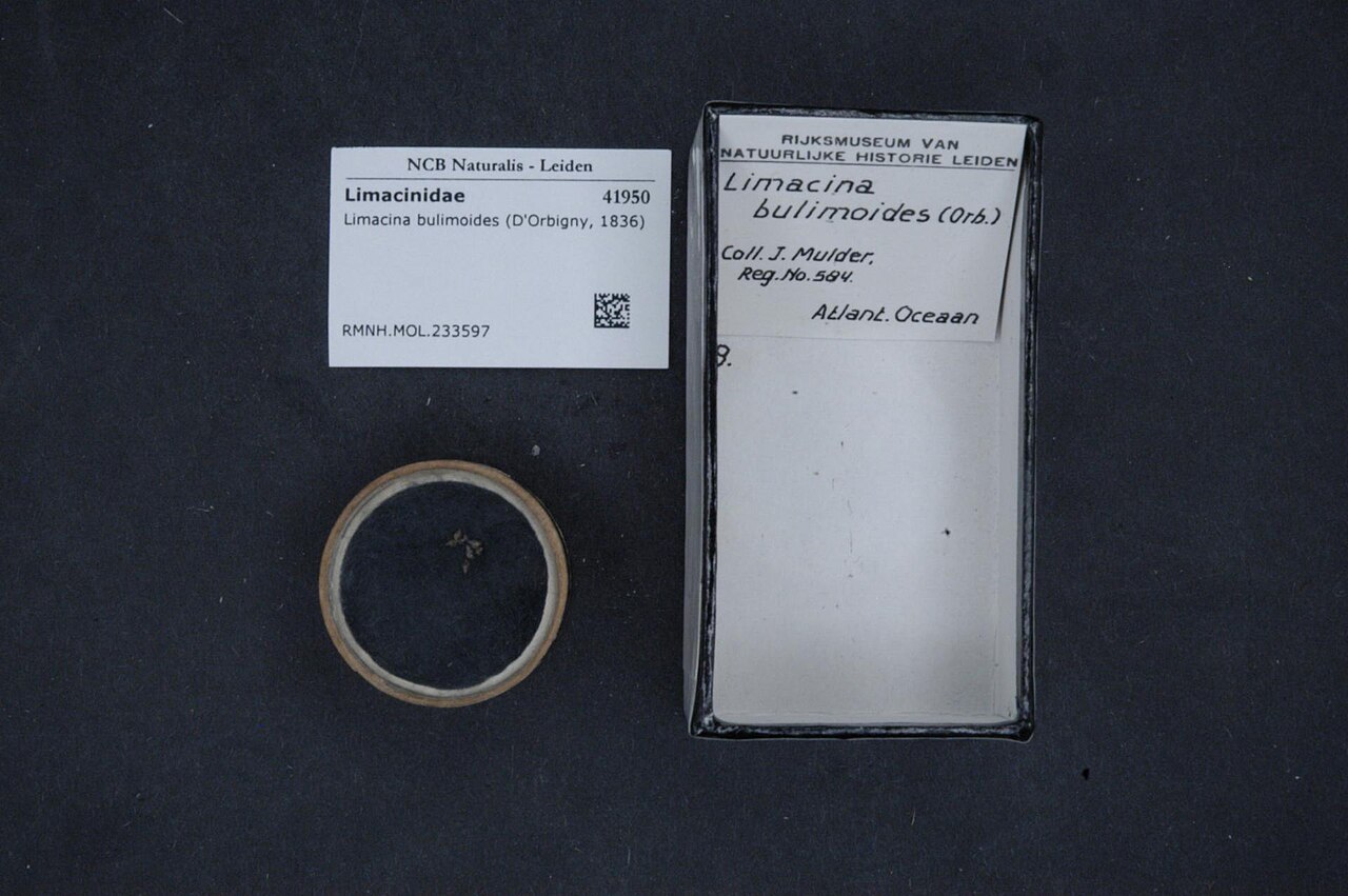 Naturalis Biodiversity Center - RMNH.MOL.233597 - Limacina bulimoides (D'Orbigny, 1834) - Limacinidae - Mollusc shell.jpeg