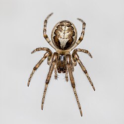 Zygiella x-notata