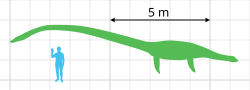 Diagram of a green plesiosaur next to a diver
