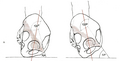 Nutation at left, counternutation at right