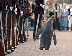 Penguin inspecting uniformed soldiers