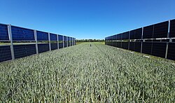 Agrivoltaic vertical bifacial solar panels