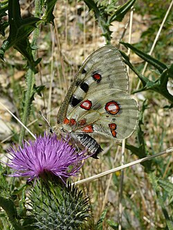 Female Parnassius (Apollo) with sphragis or mating plug.