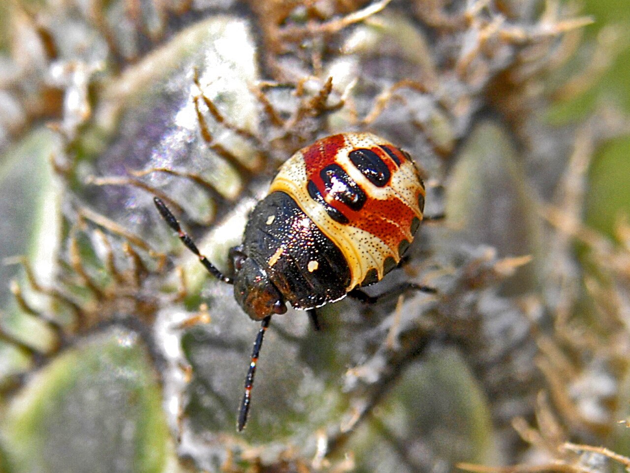 Pentatomidae - Carpocoris cf. fuscispinus (nymph).JPG