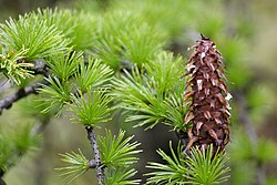Larix griffithii foliage and cone, Sikkim