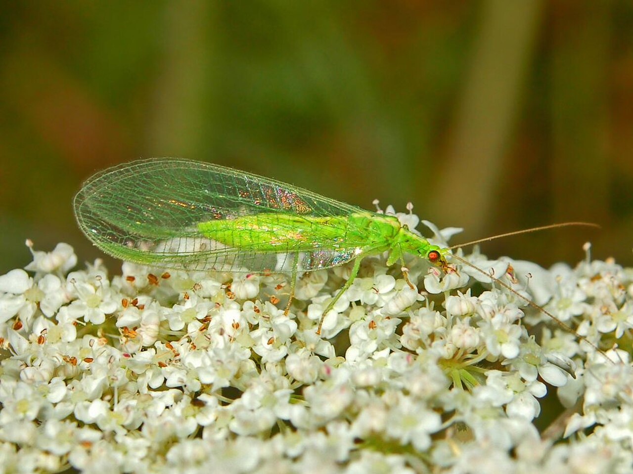 Chrysopidae - Chrysoperla carnea group-1.jpg