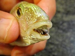 Cymothoa exigua, lingual parasite