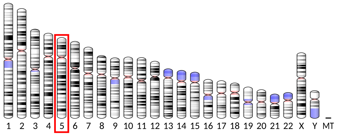 Ideogram human chromosome 5.svg