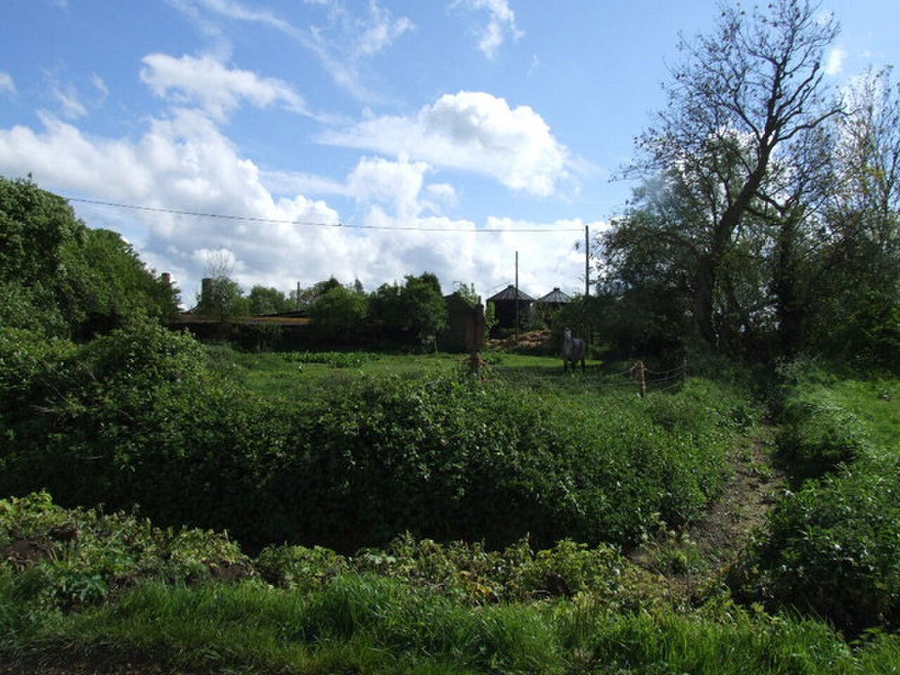 Horse, farm buildings and an inquisitive horse. - geograph.org.uk - 427126.jpg