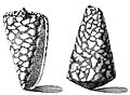 The shell of Conus marmoreus from Index Testarum Conchyliorum (1742) by Niccolò Gualtieri