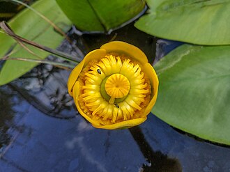 Nuphar lutea flower
