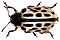 Chrysomela vigintipunctata